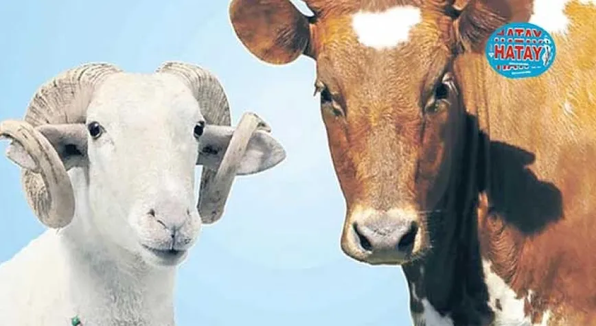 Büyükbaş ve küçükbaş hayvan sayısı azaldı