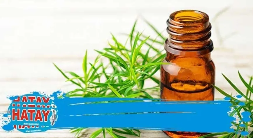 Çay Ağacı Yağı Ne İşe Yarar?