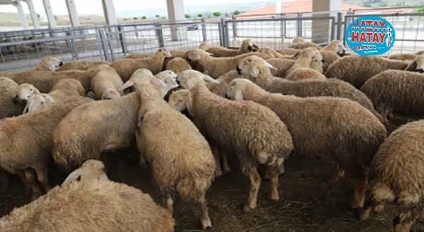 Ceza tutarı açıklandı