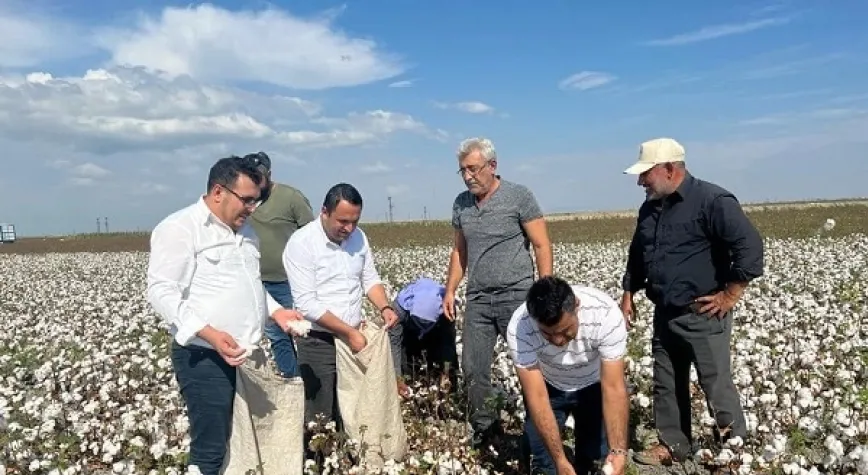 CHP’LİLER OVADA PAMUK HASADINA KATILDI
