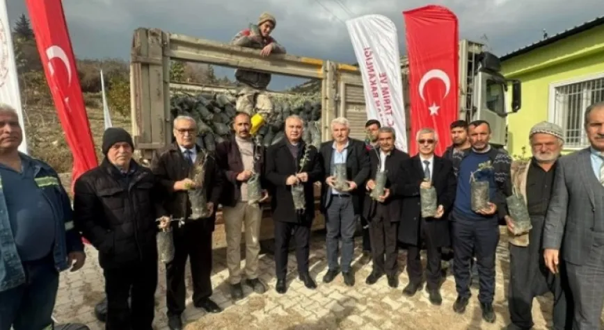 ÇİFTÇİLERE, ALIÇ FİDANI DAĞITILDI