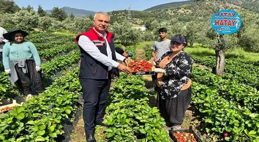 Çilekte verimli bir sezon