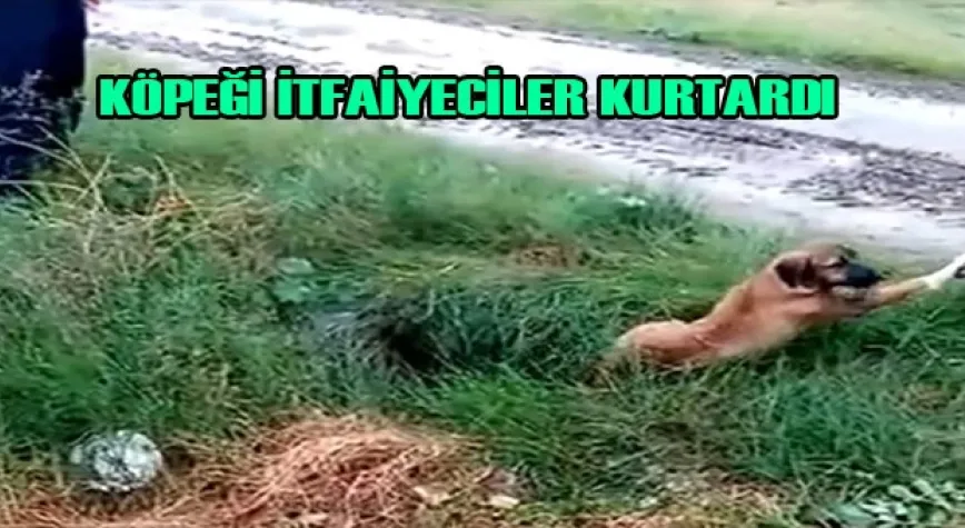 Çukura düşen köpeği itfaiye kurtardı 