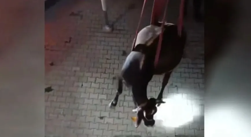Dama Çıkan İnek Vinçle İndirildi!
