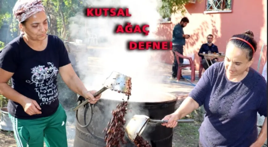 Defne Tohumlarından Geleneksel Yöntemler!