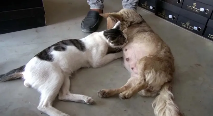 Depremzede köpekten, kediye annelik şefkati