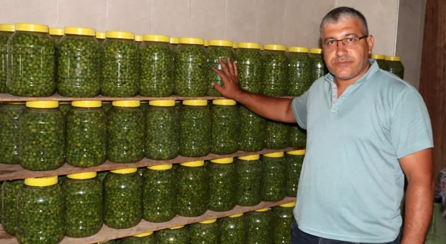 Doğal Kırma Zeytinler Hazırlanıyor