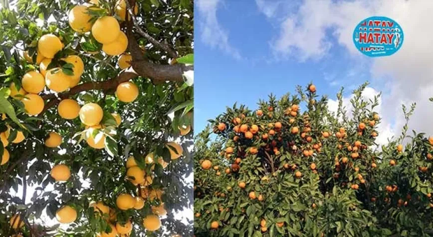Doğanın Eşsiz Bitkileri: Turunçgiller