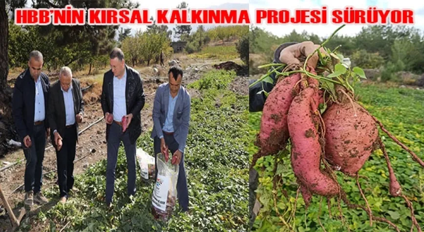 DÖRT MEVSİM HASAT YAPILIYOR