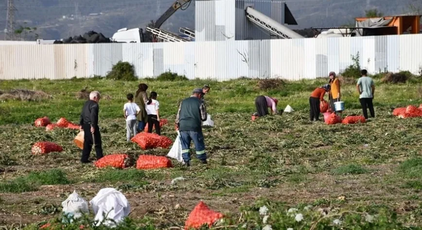Dörtyol İlçesinde Soğan Hasadı Başladı