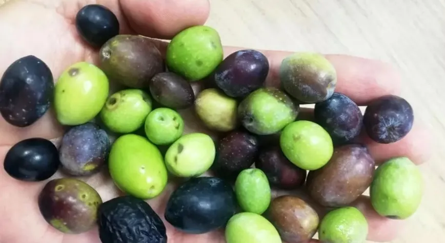 Efsanevi bir bitki: Zeytin