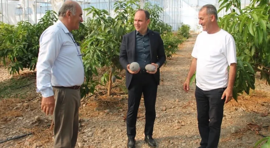 Erzin’de avokado ve mango üretimi ekonomiye katkı sağlıyor