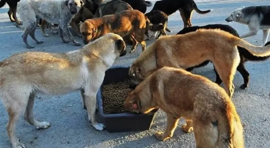 Erzurum’da Sokak Hayvanları İçin Yeni Karar