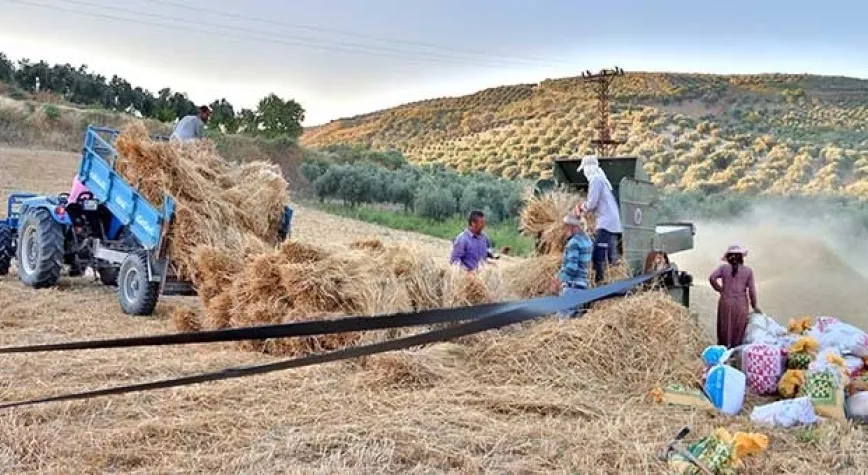 Geleneksel Yöntem Patos İle Buğday Harmanlıyorlar