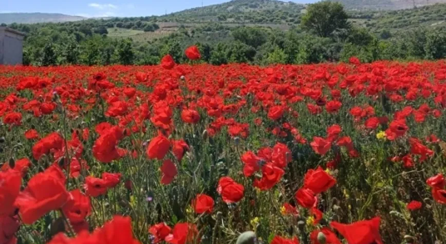 Gelincikler Doğayı Kırmızıya Boyadı