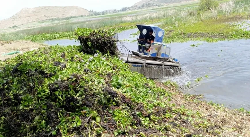 Gölü İstila Eden Su Sümbülleri Temizleniyor