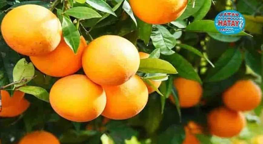 Günde kaç tane portakal yenilmelidir?