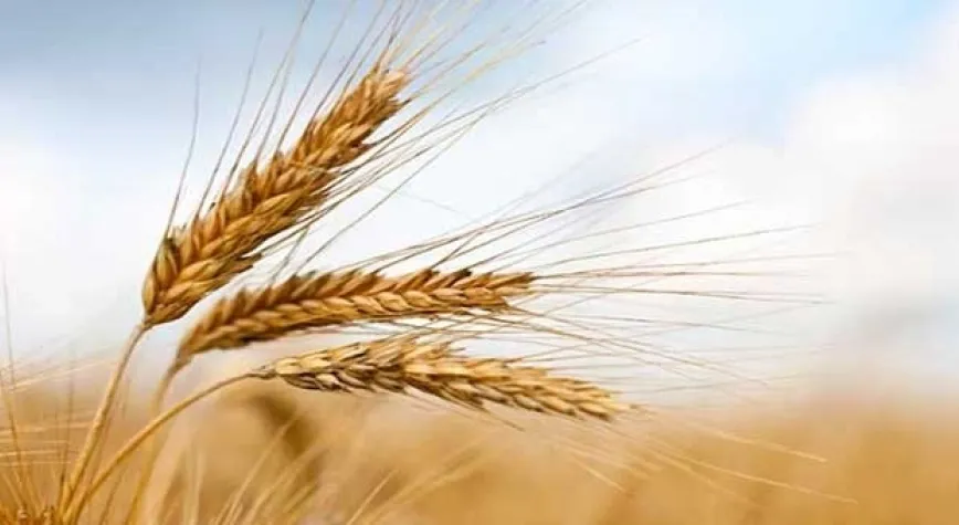 Günümüz Buğdayının Atası: Kavılca Buğdayı