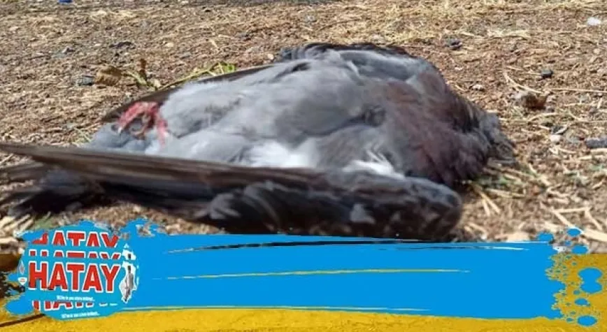 GÜVERCİNLER NEDEN ÖLÜYOR