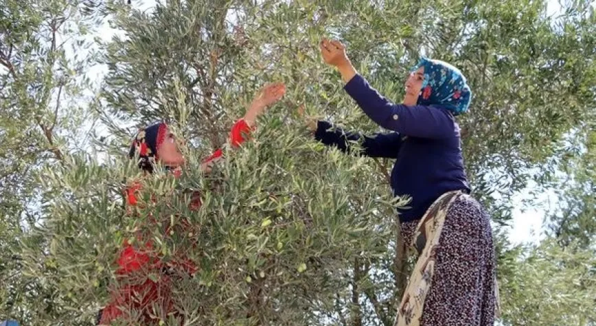 Halhalı Zeytin Sezonu Başladı