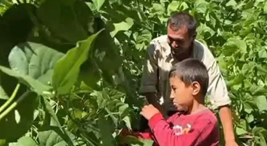 Hassa’da Fasulyeler Türkülerle Toplandı