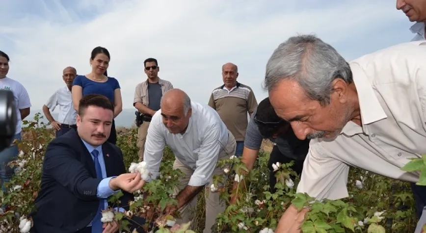 HASSA’DA PAMUK HASADI DEVAM EDİYOR!
