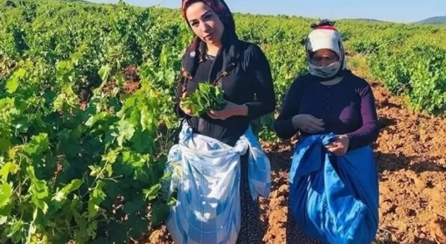 Hassa’da Üzüm Yaprağı Hasadı Başladı