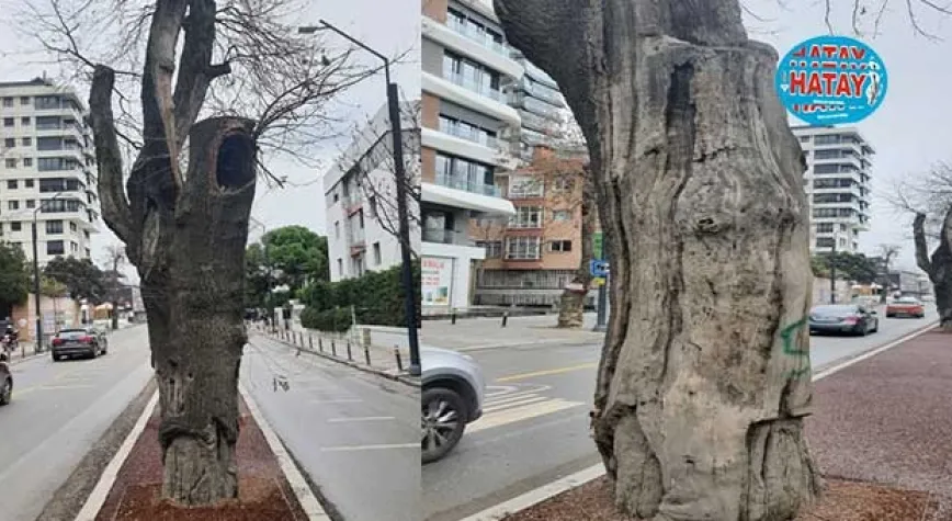 HASTA AĞAÇLARIN YERİNE YENİLERİ DİKİLECEK