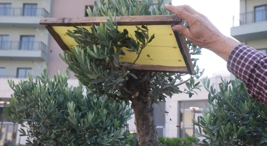 Hatay'da Arı Oğulunu Çıplak Elle Topladı