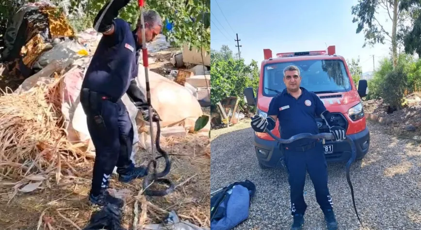 Hatay’da 2 Metrelik Yılan Paniği
