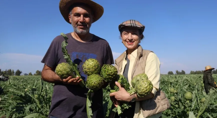 Hatay’da Akademisyen Çiftçiden 120 Dönümlük Enginar Üretimi