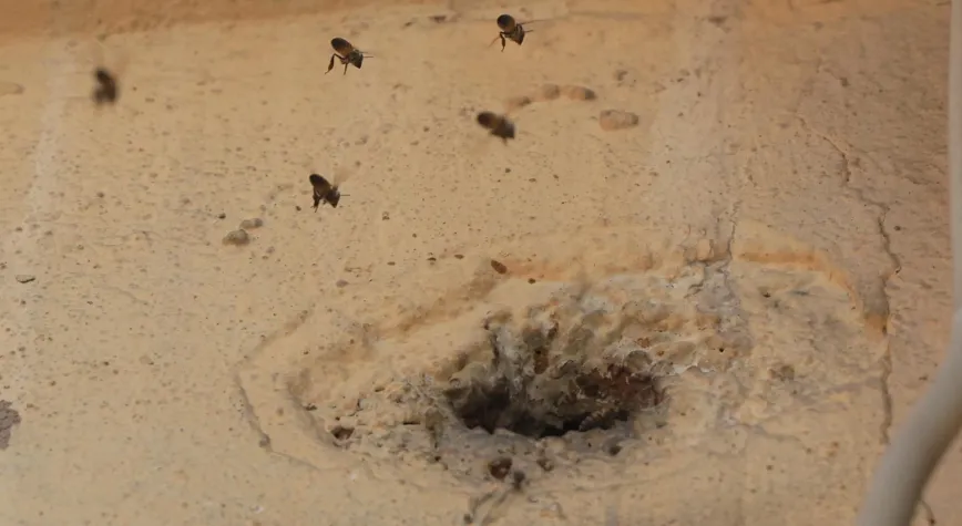 Hatay’da Arı Alarmı: Çocukların Attığı Taşlar Koloniyi Kızdırdı