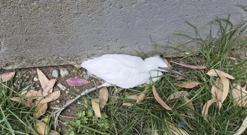 Manşet Resmi
