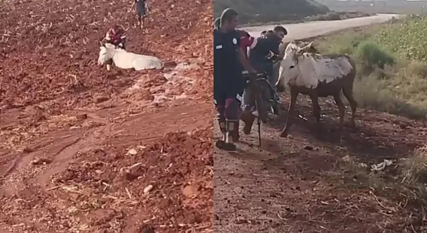 Hatay’da Çamura Saplanan Eşeği İtfaiye Kurtardı