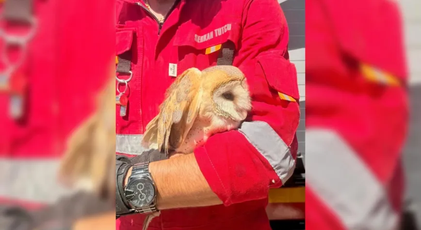 Hatay’da Çatıya Mahsur Kalan Baykuş Kurtarıldı