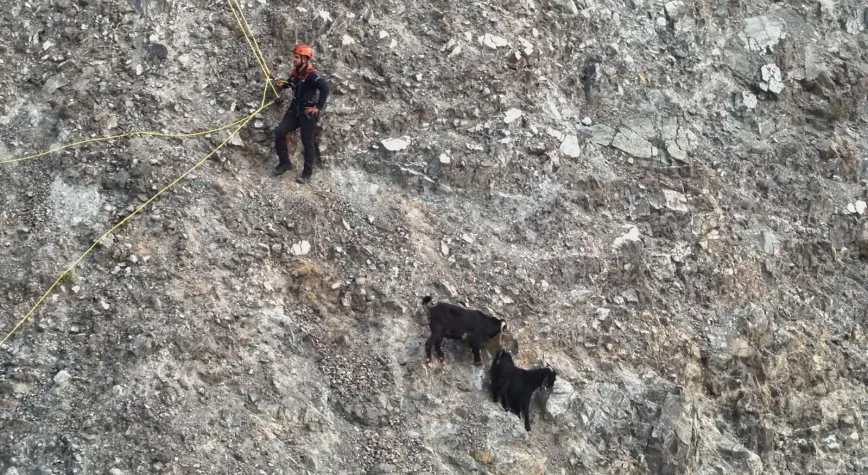 Hatay’da Dağda Mahsur Kalan 2 Keçi Kurtarıldı
