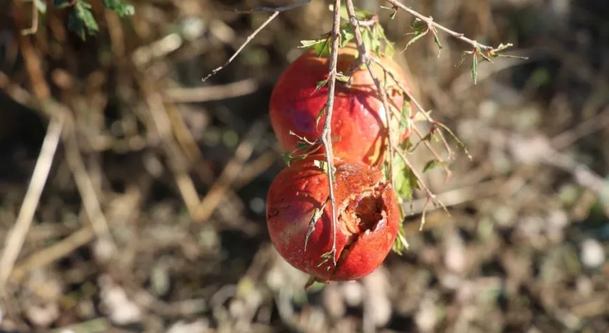 Hatay’da Hasada Günler Kala Büyük Yıkım: Tonlarca Nar Zarar Gördü!
