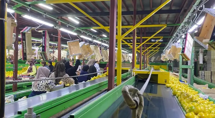 Hatay’da İhraçlık Limonlara Pestisit Denetimi