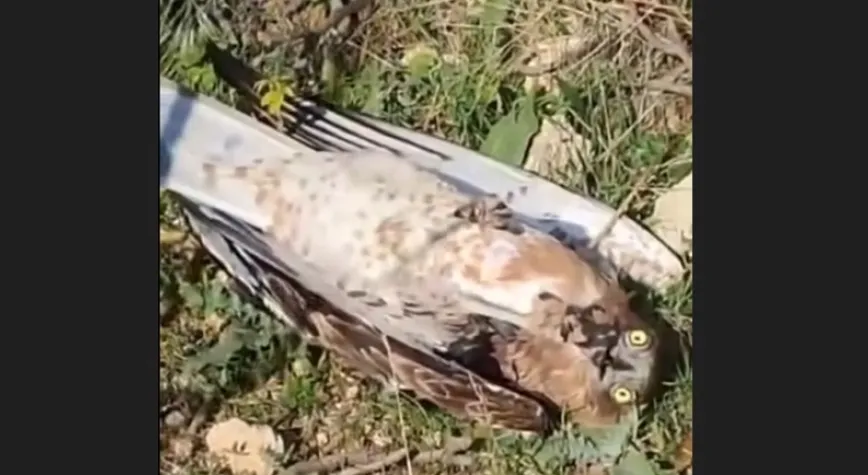 Hatay’da Kartal İle Yılanın Mücadelesi