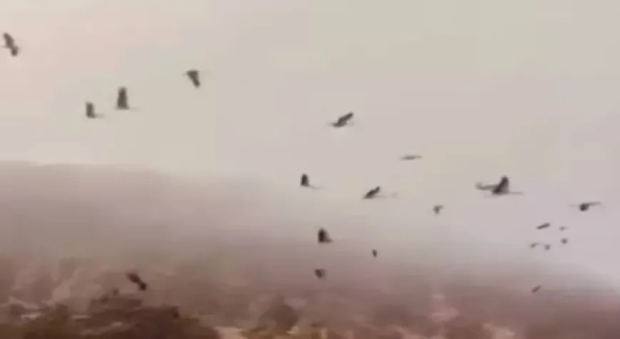 Hatay’da leyleklerin göçü görüntülendi