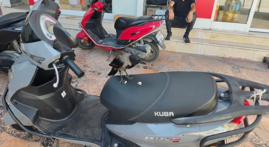 Hatay’da Herkesin Sevdiği Karga Kayboldu, Esnaf Geri Dönmesini İstiyor
