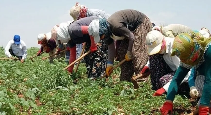 Hatay’da Mevsimlik Kadın İşçilere Ödenen Günlük Ücret Türkiye’nin En Düşüğü Oldu