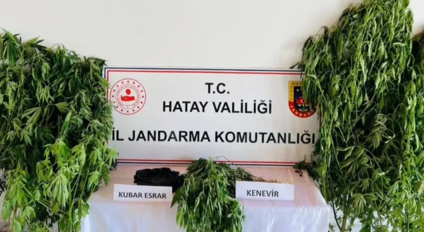 Hatay’da Uyuşturucu Operasyonu: 141 Kök Kenevir Ele Geçirildi