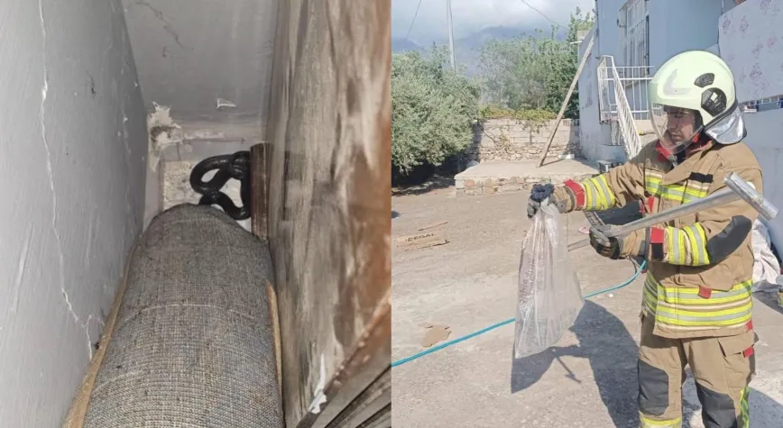 Hatay’da Yakalanan Yılanlar Doğaya Bırakıldı