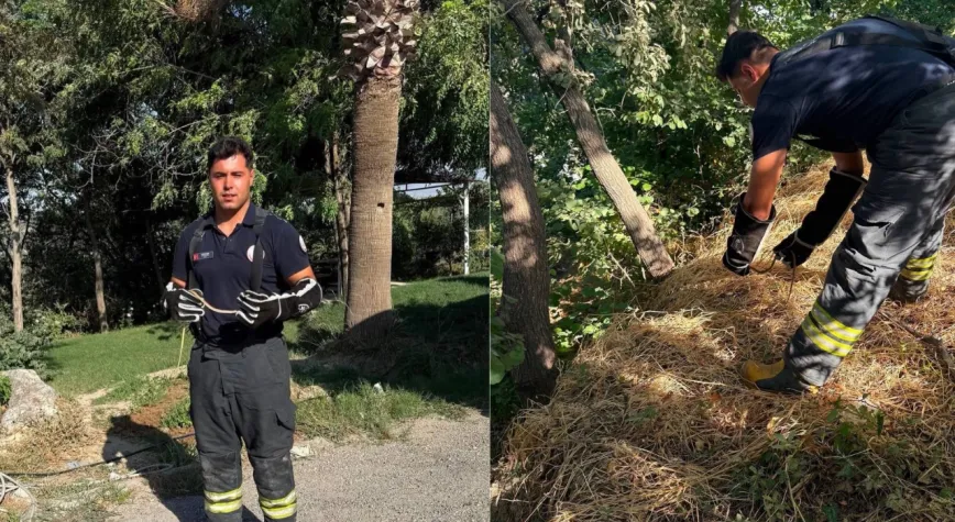 Sıcaklar Bastı, Hatay’da Yılanlar Ortaya Çıktı