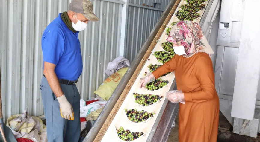 Hatay’da Zeytin Üreticilerine Mesleki Eğitim Desteği