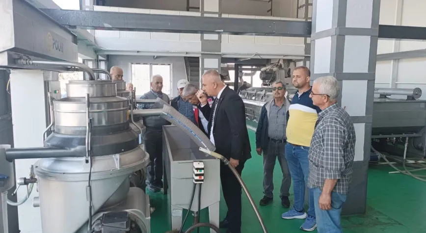 Hatay’da Zeytinyağı Kalitesi İçin Hasat Uyarısı