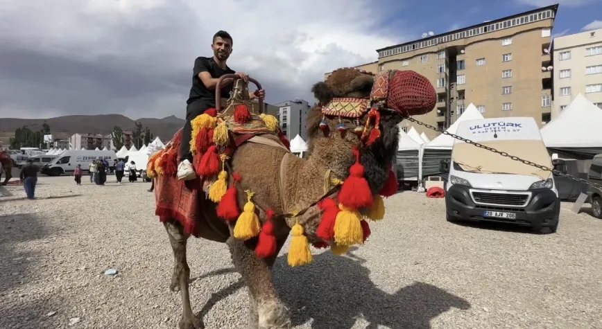 Hatay’dan Yüksekova’ya Giden Develer İlgi Odağı Oldu