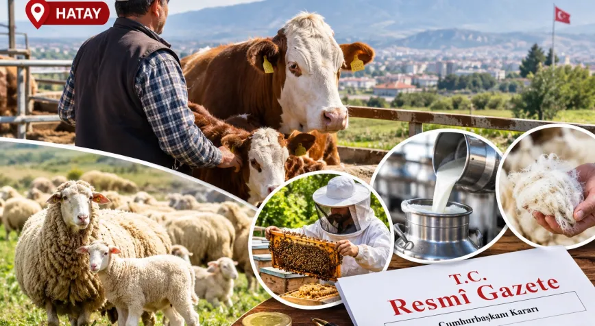 Hataylı Hayvancılara Yeni Destek: Ödemeler Artırıldı