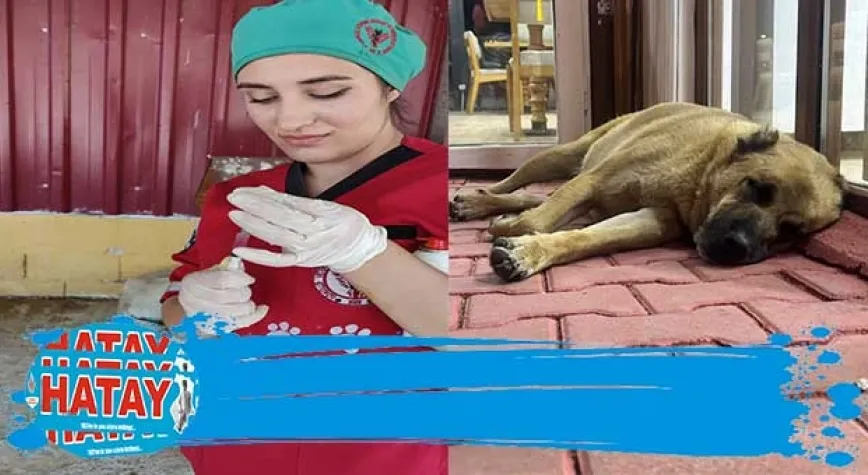 Haydiko'dan sahipsiz sokak hayvanlarına destek